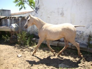 Estrela
